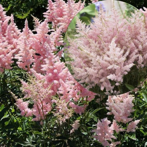 Astilbe arendsii 'Younique Silvery Pink' - Arendsi arendsi 'Younique Silvery Pink' C1,5/1,5L